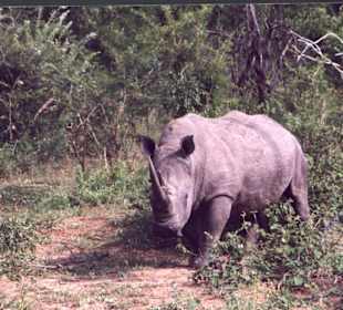 Nashorn im Krüger-Park
