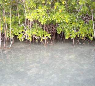 Mangrovenwälder