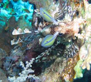 Schnorcheln Marsa Alam