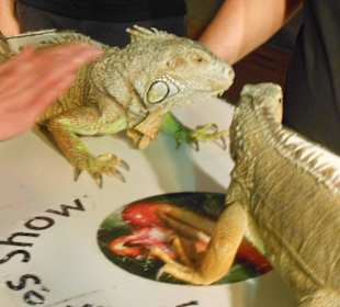 Snake Show im Hotel