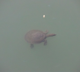 Schildkröten am Hafen