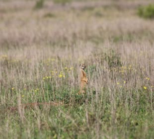 Na, wer macht da den Späher? 
