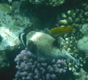 Hausriff Arabia Azur Resort