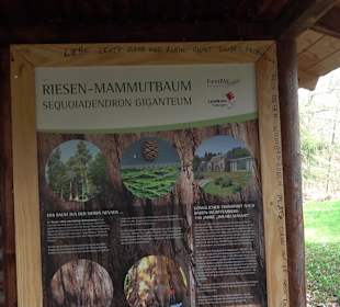 Wellingtonien - Platz mit Mammutbäumen