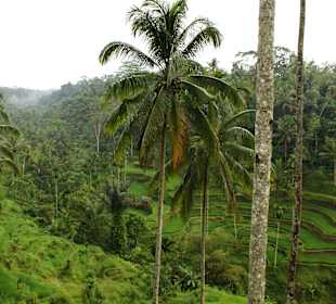 Reisterrassen Tegalalan (Zentral-Bali)