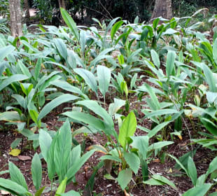 Maganga Spice Farm