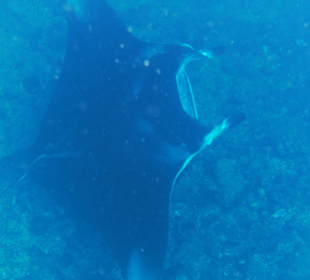 Manta