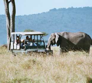 Elefant beim Jeep