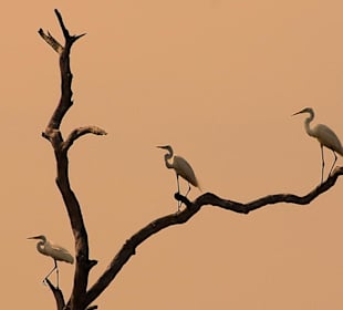 Park Narodowy Bundala