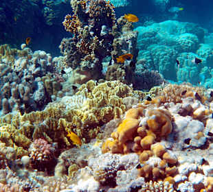 Schnorcheln  The Grand Makadi