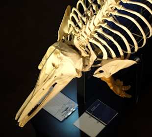 Blick in die Wal-Ausstellung