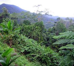 Regenwald 