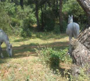 Freilaufende Pferde - Natur pur!