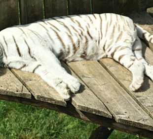 Kameltheater & Weißer Hof