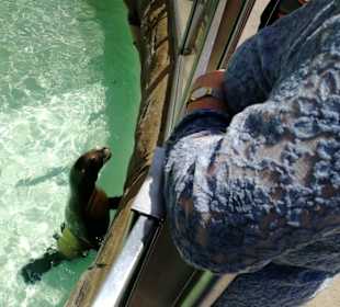 Die tägliche Delfin-Liveshow, 