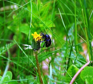 Insekten am Grünsee super