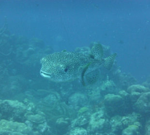 Porcupinefish