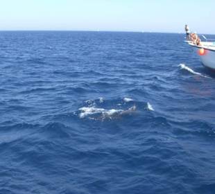 Ausflug Giftun Insel