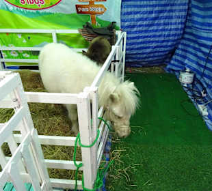 Auf dem Nachtmarkt von Kanchanaburi