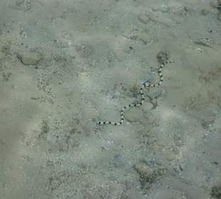 Schnorcheln Hurghada