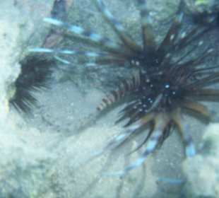 Skrzydlica - 15 m od brzegu