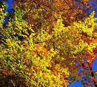 Was für eine Pracht