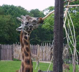 Giraffe