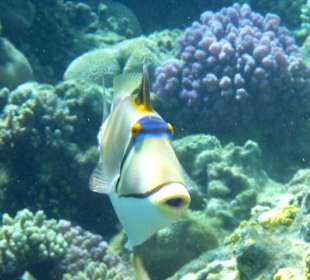 Rotmeerpicassodrücker