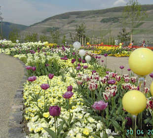Blumenwelt