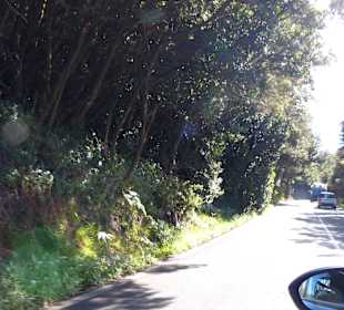 Parque Nacional de Garajonay