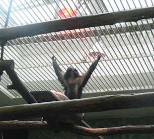 Schwarzer Brüllaffe