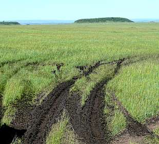 Regenzeit -  grün und sehr  nass