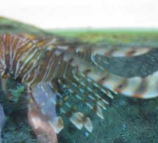 Рыба бабочка