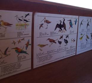 S'Albufera - Schautafel im Beobachtungsstand