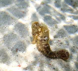 Am Hausriff entdeckt 