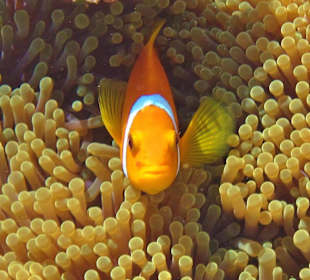 Malediven Anemonenfisch