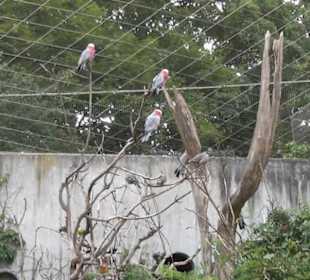 Vogelfreifluggelände