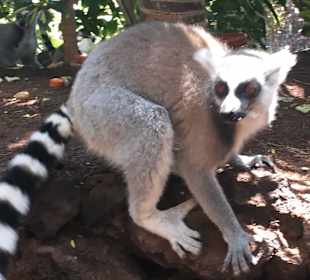 Lemuren hautnah 
