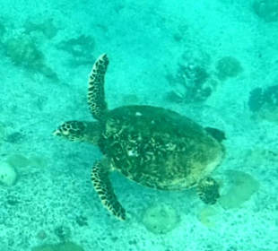 Schildkröte
