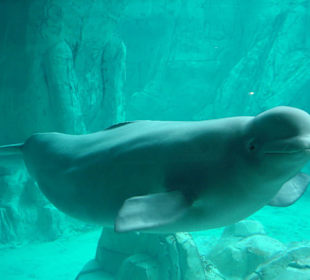 Aquarium L’Oceanogràfic