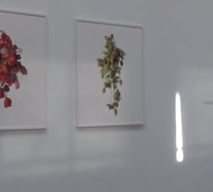 Real Jardín Botánico de Madrid