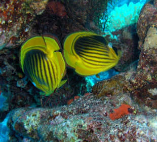 Fauna i flora w morzu