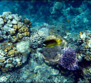 Rafa przy hotelu El Faraana Reef Resort