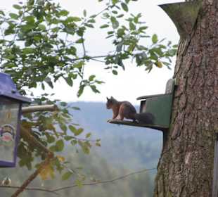 Eichhörnchen auf der Terrasse des Restaurants