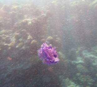 Ungefährlich und wunderschön