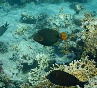 Hoteleigene Riff direkt am Strand