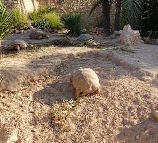 Krokodilfarm Animalia