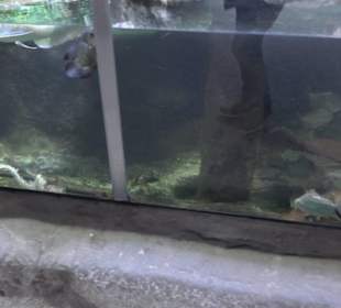 Tierpark Hellabrunn - Fische