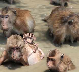 Affen in den Mangroven