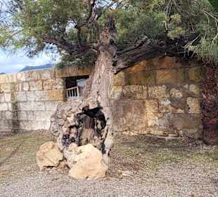 Stadtrundgang Cala Bona